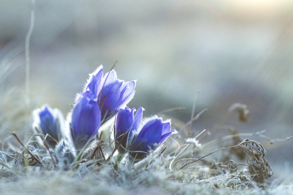 Первый вестник весны