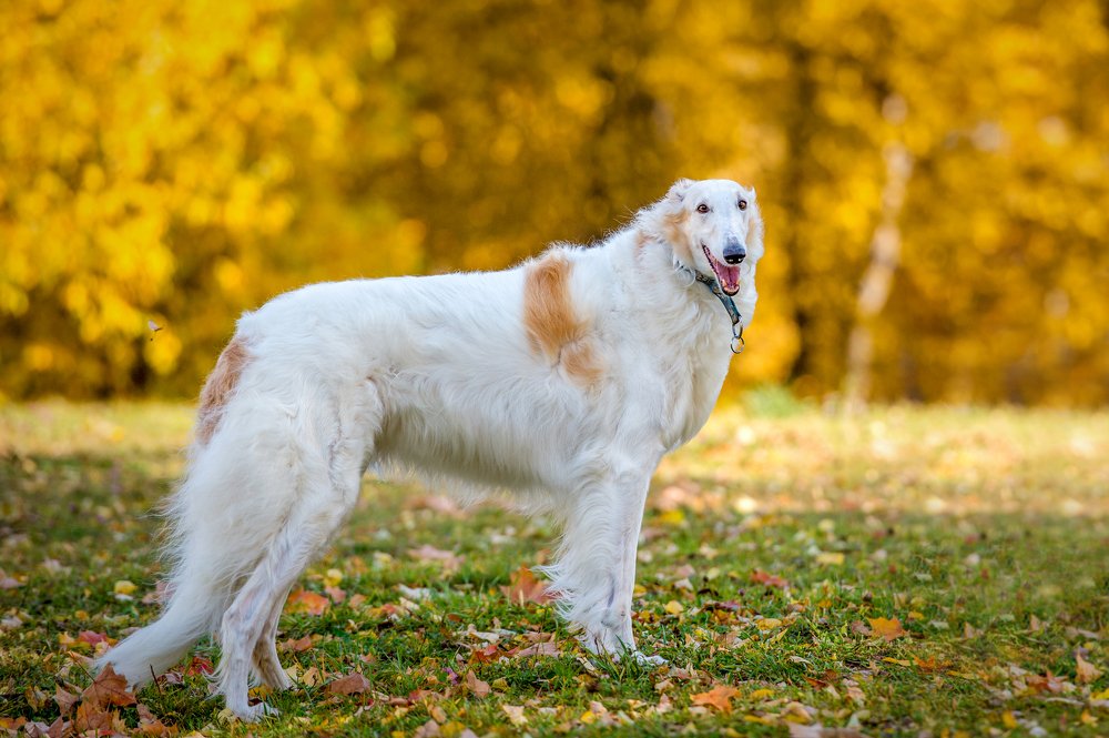 Photograph by Кристина Фарнакеева