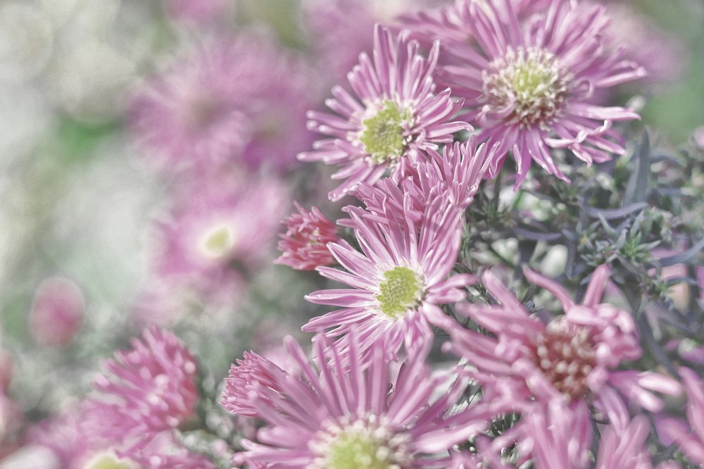 Сиреневый туман