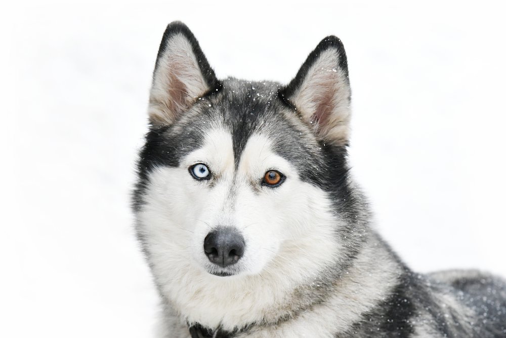 Красивая собака