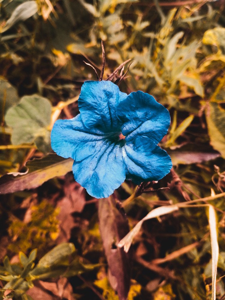 Beautiful flower.