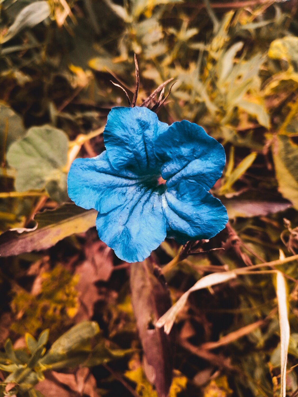 Beautiful flower.