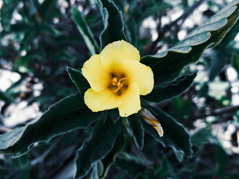 Beautiful flower