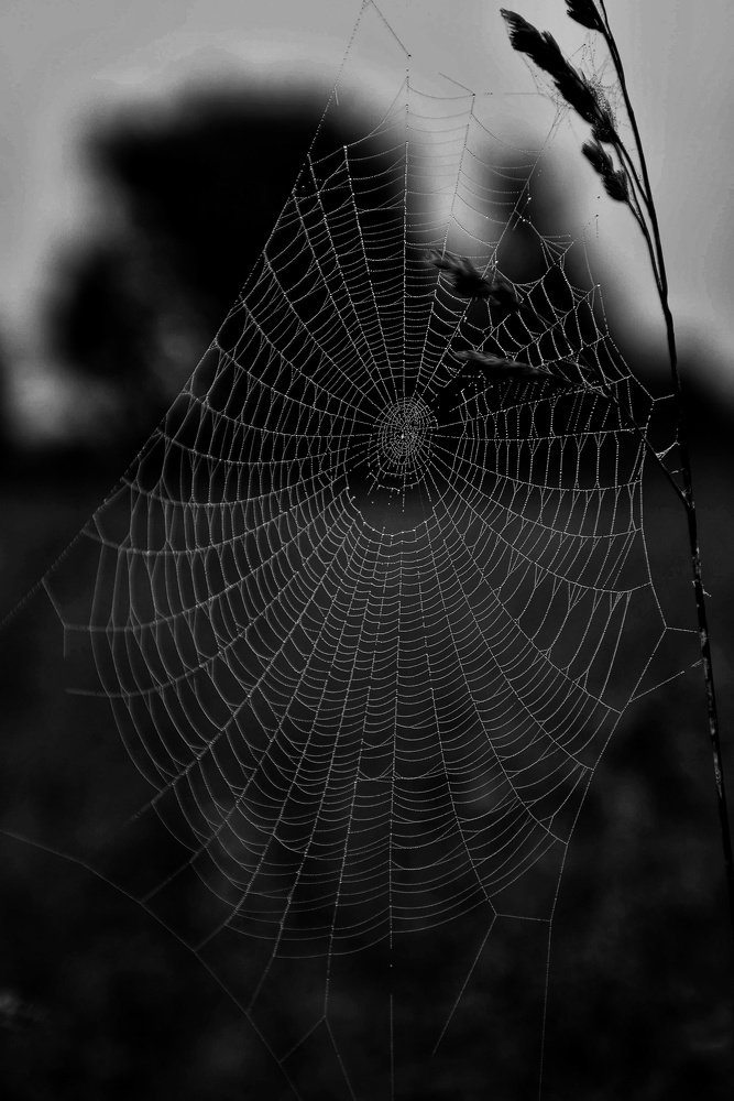 Photograph by 