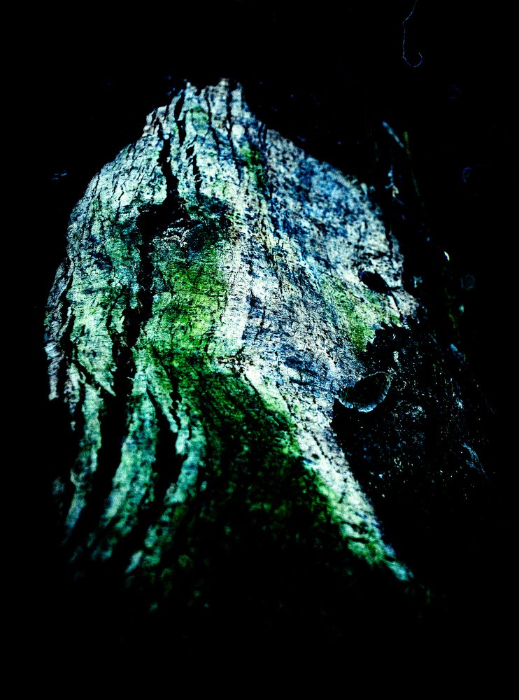 Nature never dies, it only transforms.