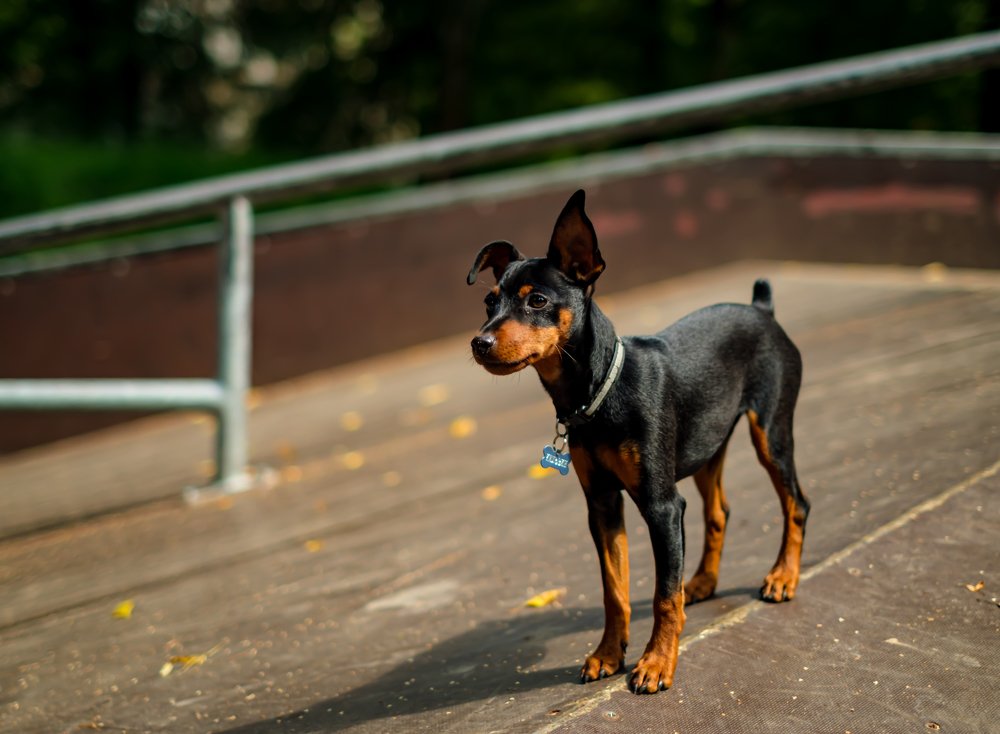 Фотография автора Алеся Кубаткина