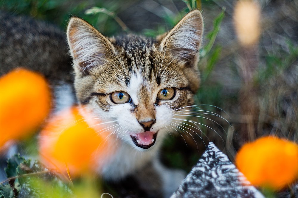 Photograph by Сокуренко Наталья