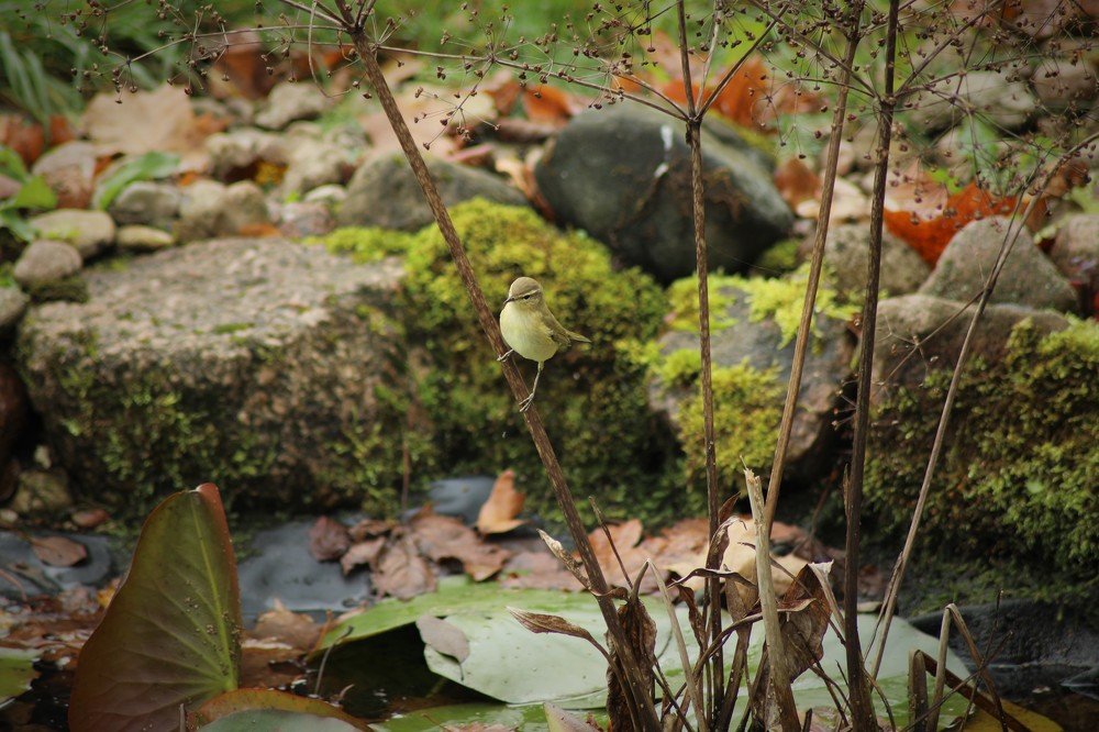 Photograph by Alvils Baltins