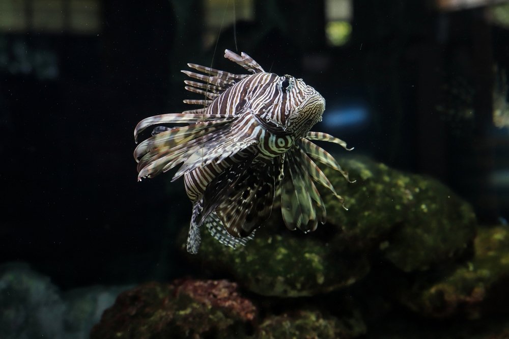 Photograph by Pravat Biswas