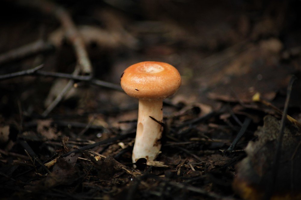 Photograph by Alvils Baltins