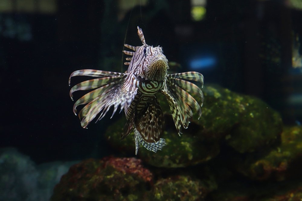 Photograph by Pravat Biswas