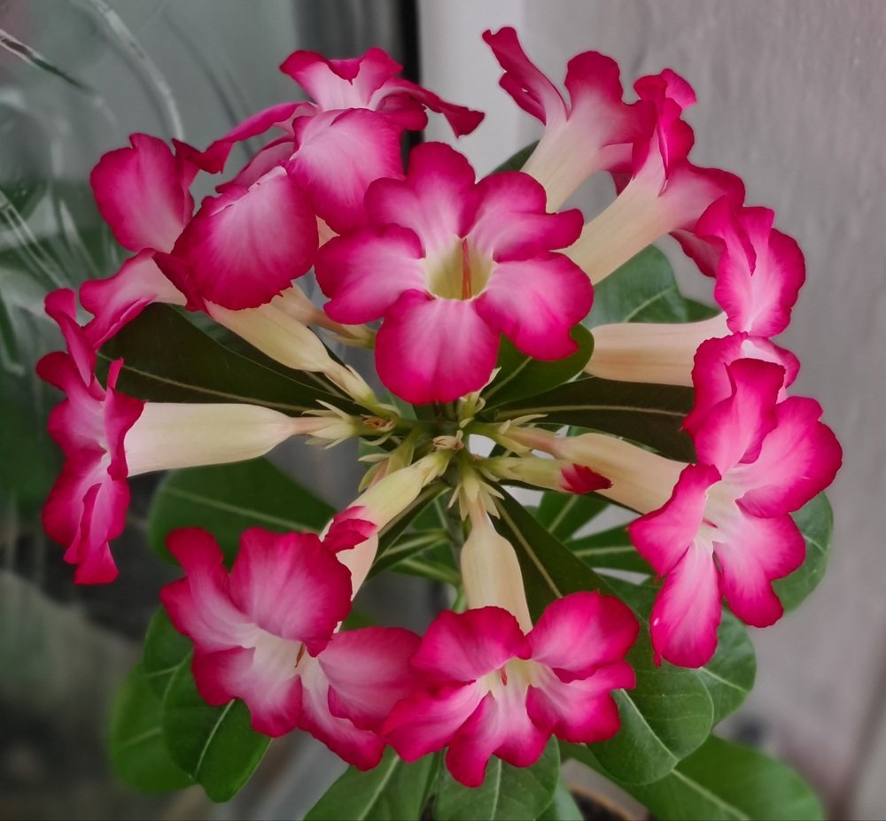 Adenium obesum desert rose