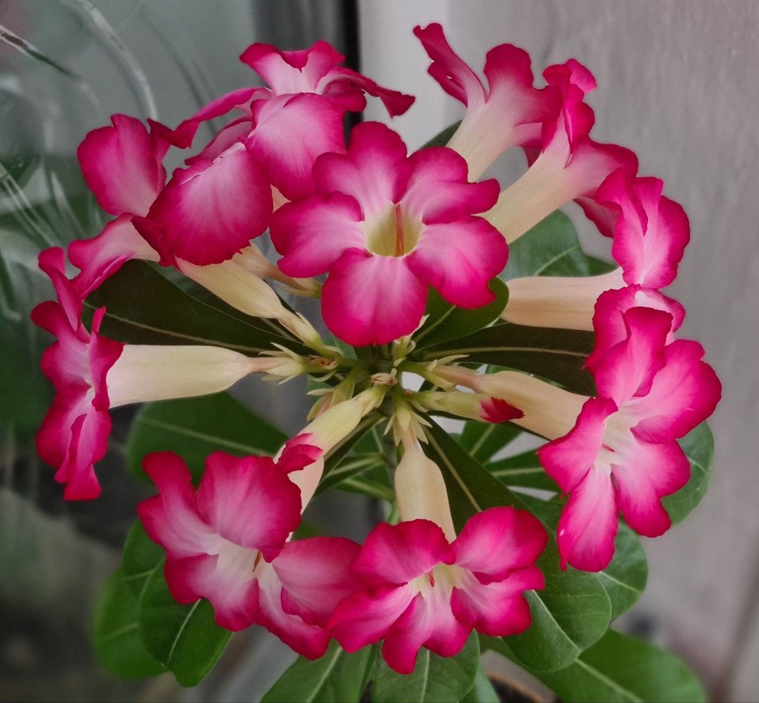 Adenium obesum desert rose