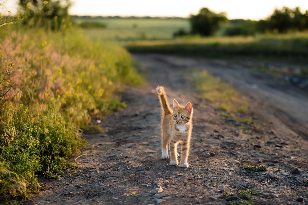 Photograph by Виктория Олейник