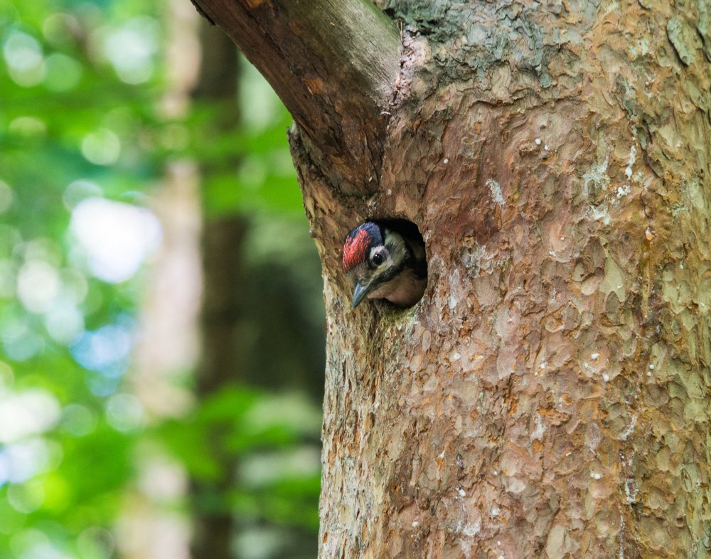 Photograph by Владимир Брагилевский