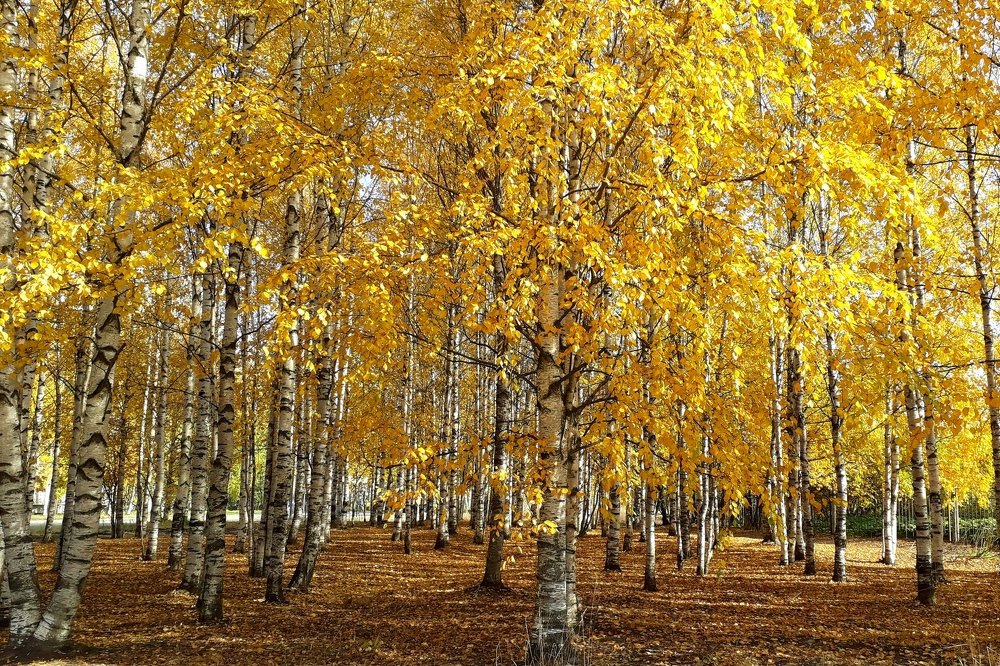 Золотые одежды