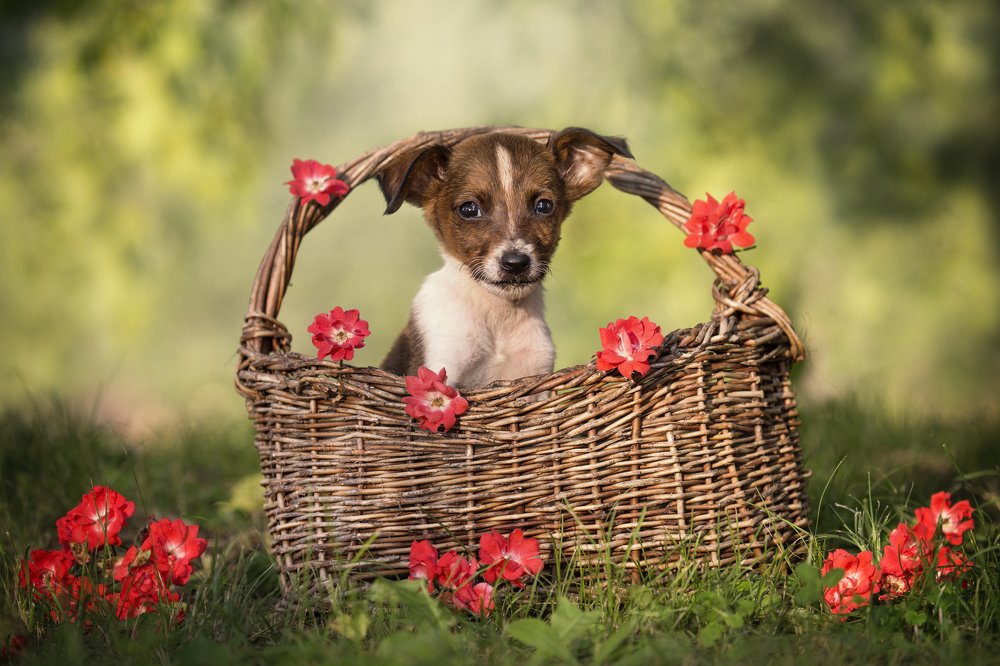 Photograph by Jelena Potrebic