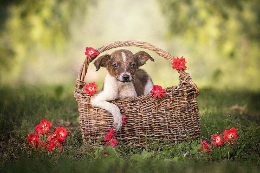 Photograph by Jelena Potrebic