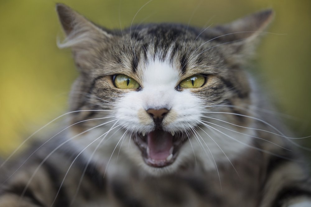 Photograph by Jelena Potrebic