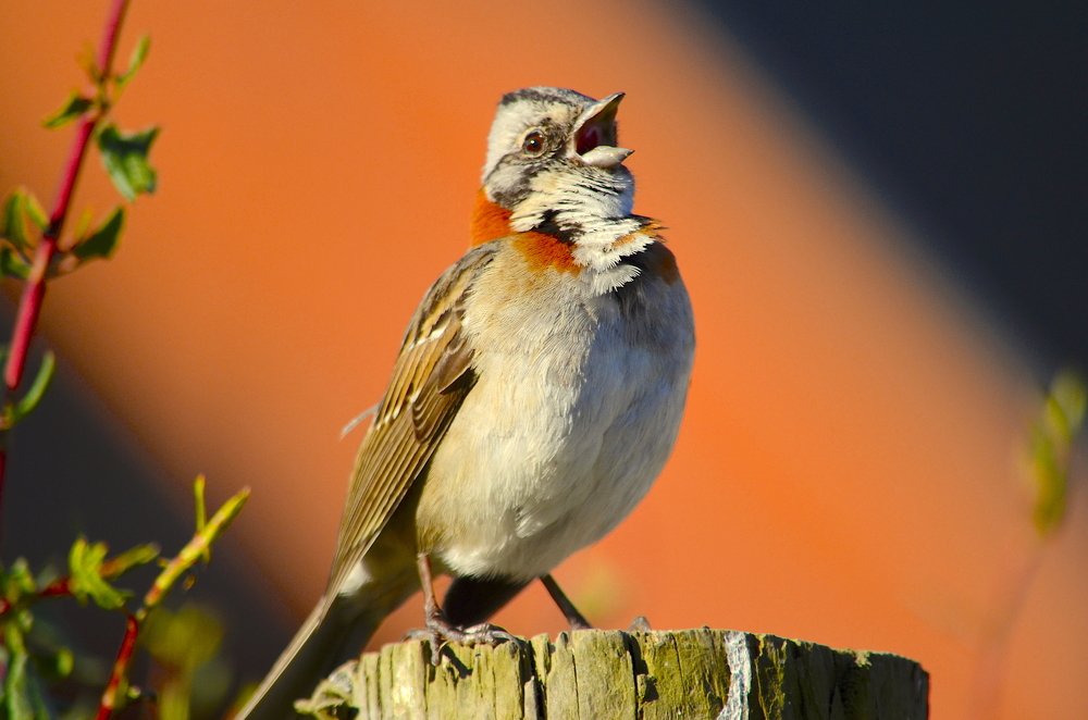 Photograph by Claudio Rojas