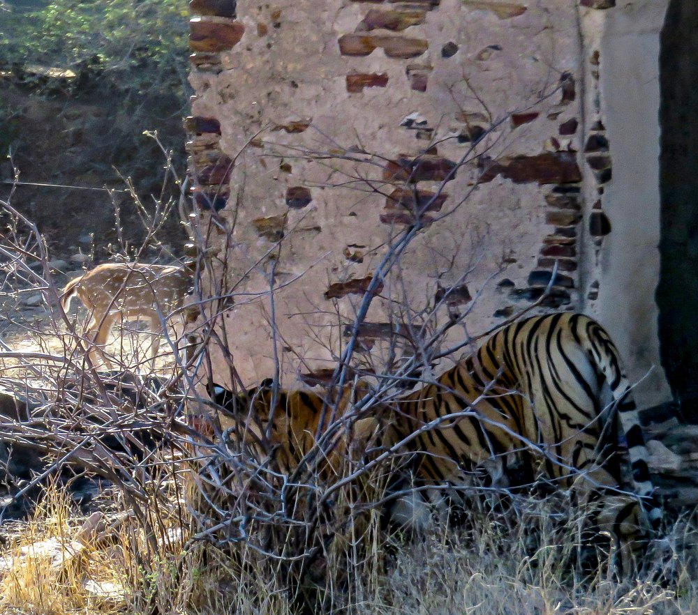 Photograph by Susmita Paul