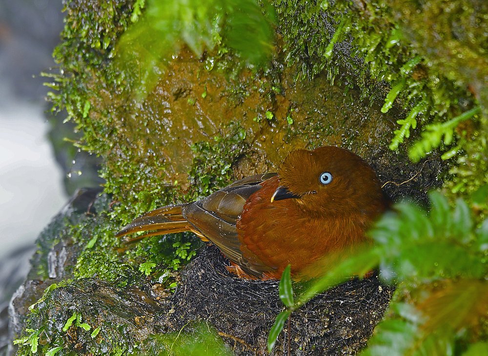 Скалистый петушок