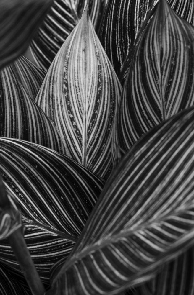 Heart Scratches Leaf