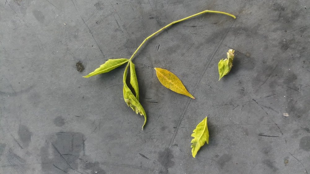 Photograph by Nayesha Jamil