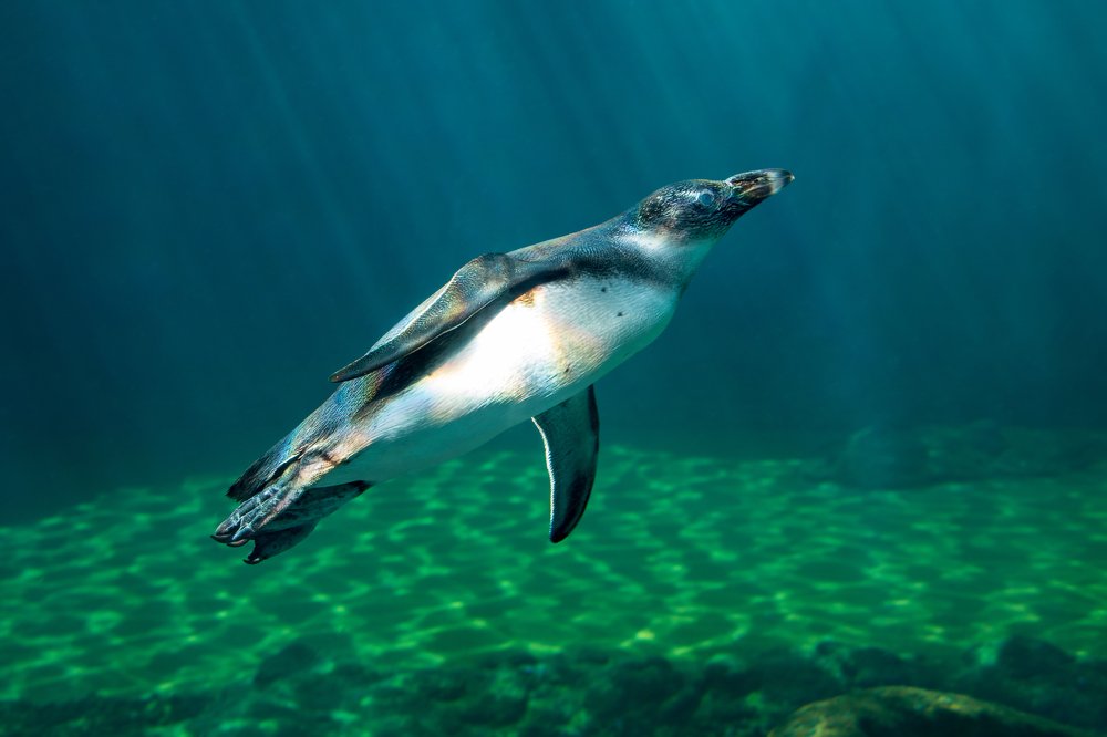 Photograph by Zdenka Janaskova