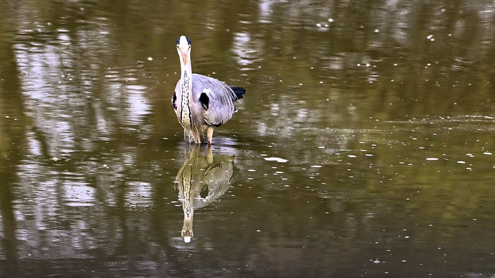 Photograph by Jacques Nel