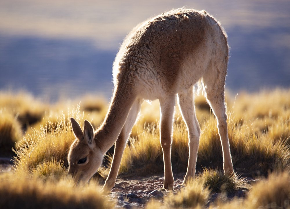 Photograph by Lili Rozet