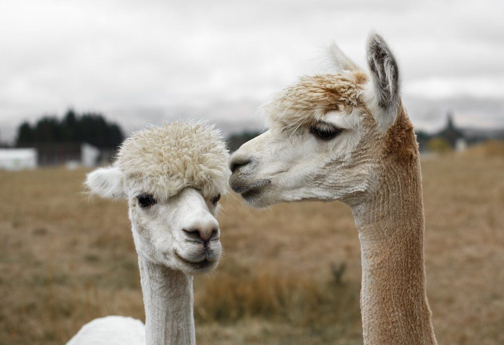 Photograph by Lili Rozet