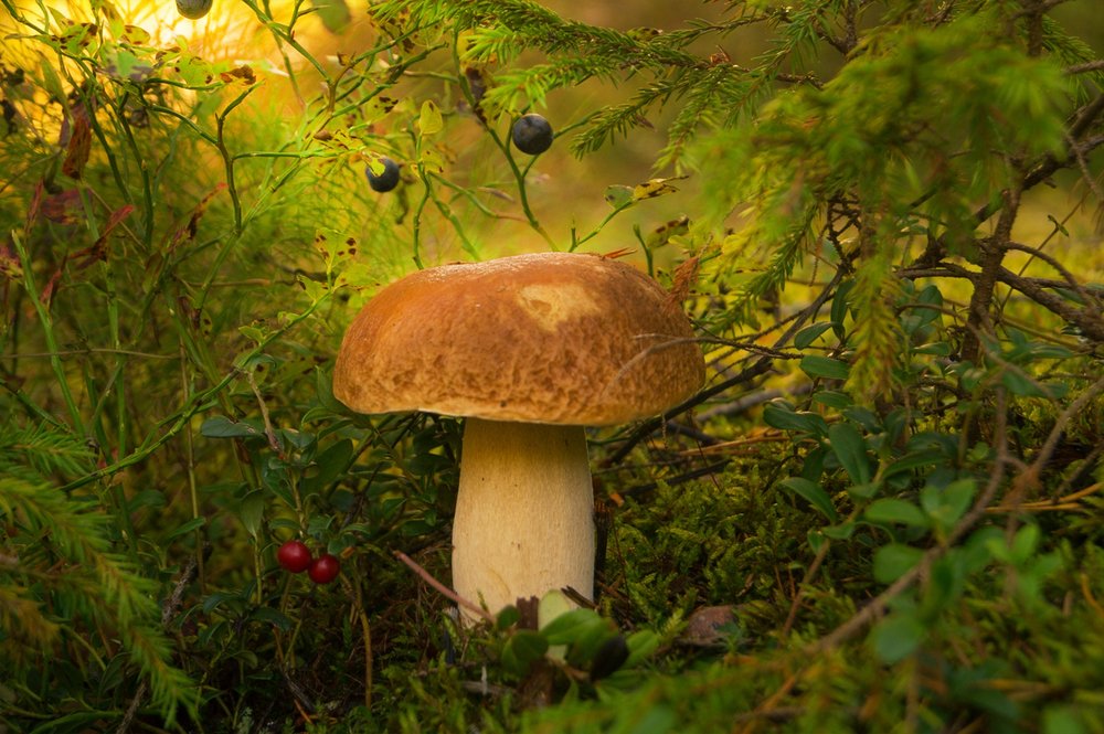 Фотография автора Юрий Цыркунов