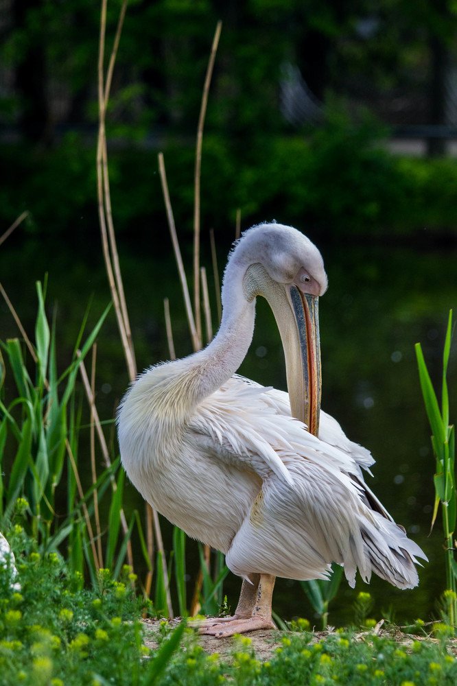 Photograph by Лис Ната