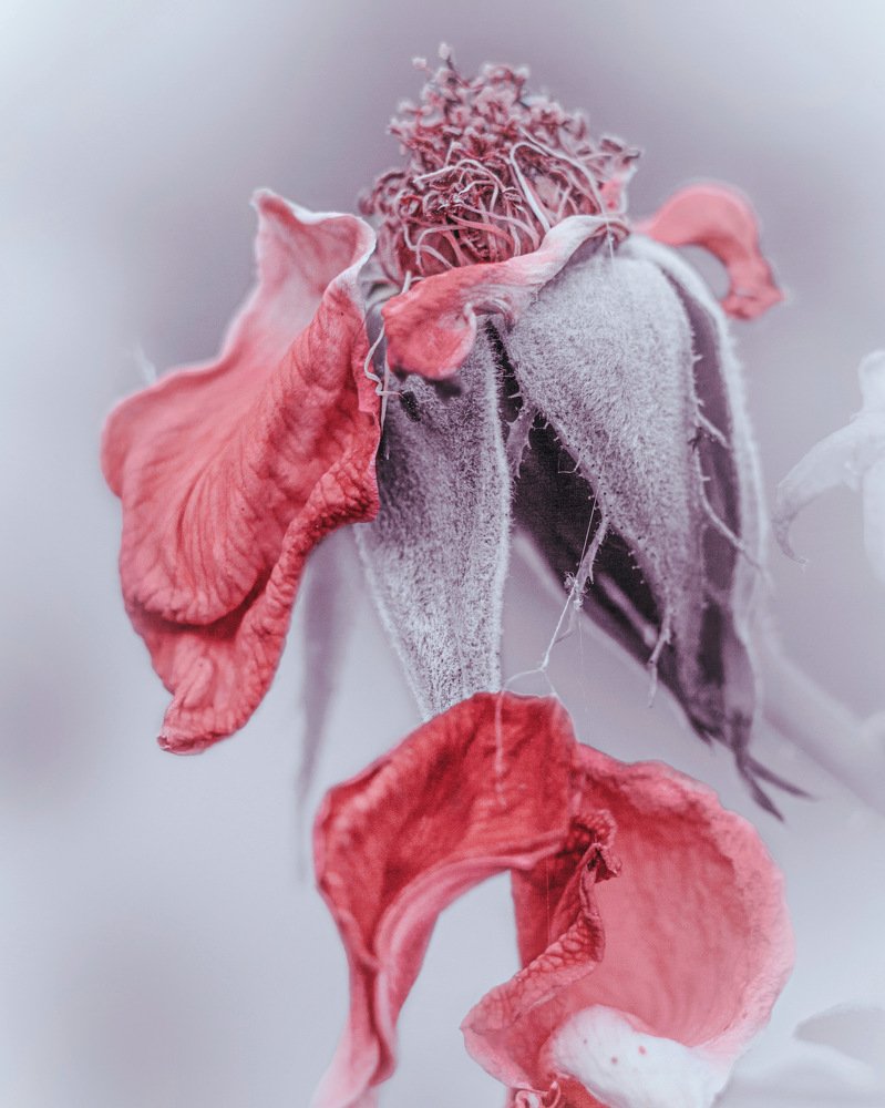 Close up of faded bud of rose