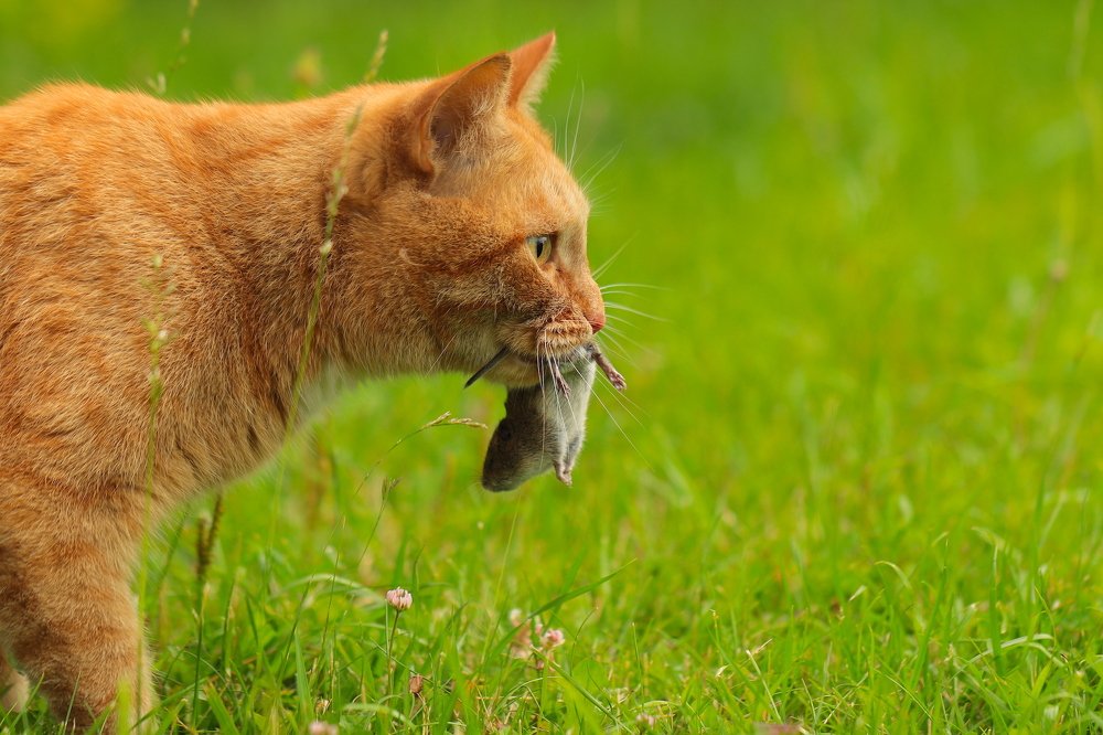 Photograph by Наталья Викарчук
