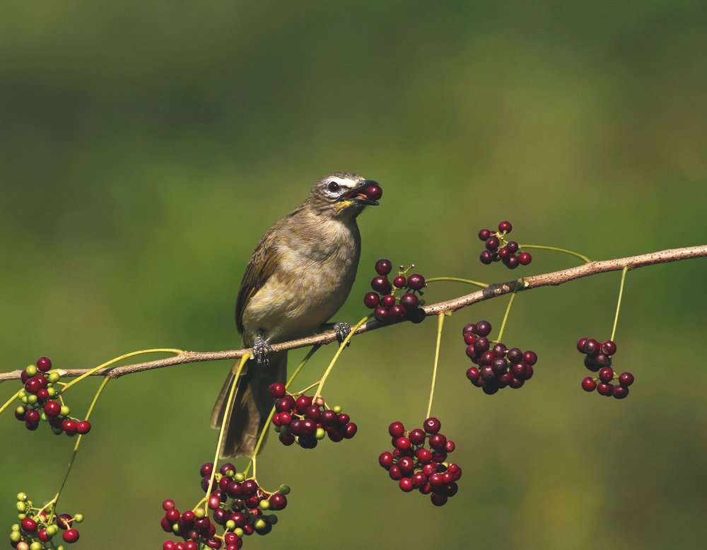 Cherry picking