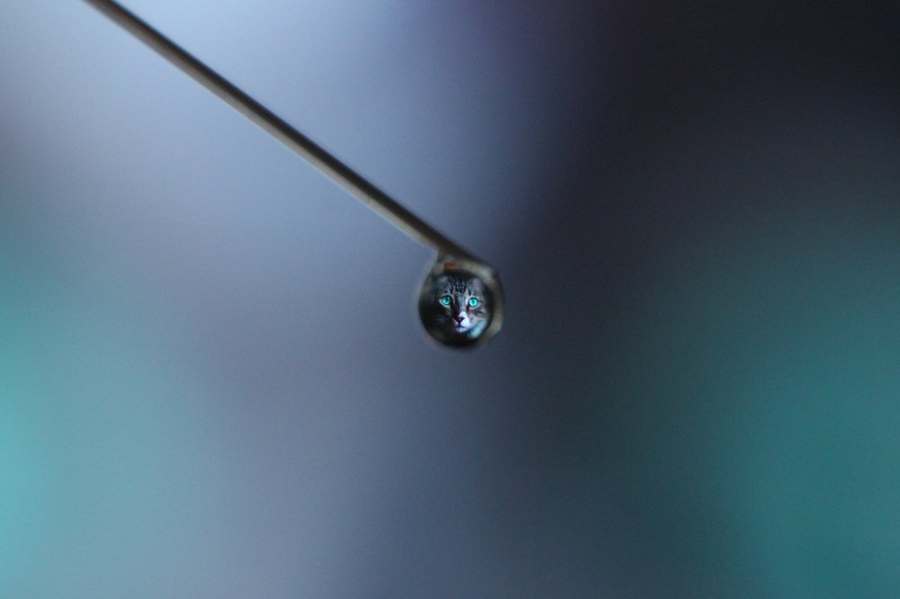 Фотография автора Анна Кравченко