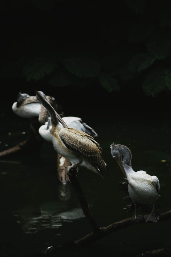 Photograph by Dinesh Umagiliya