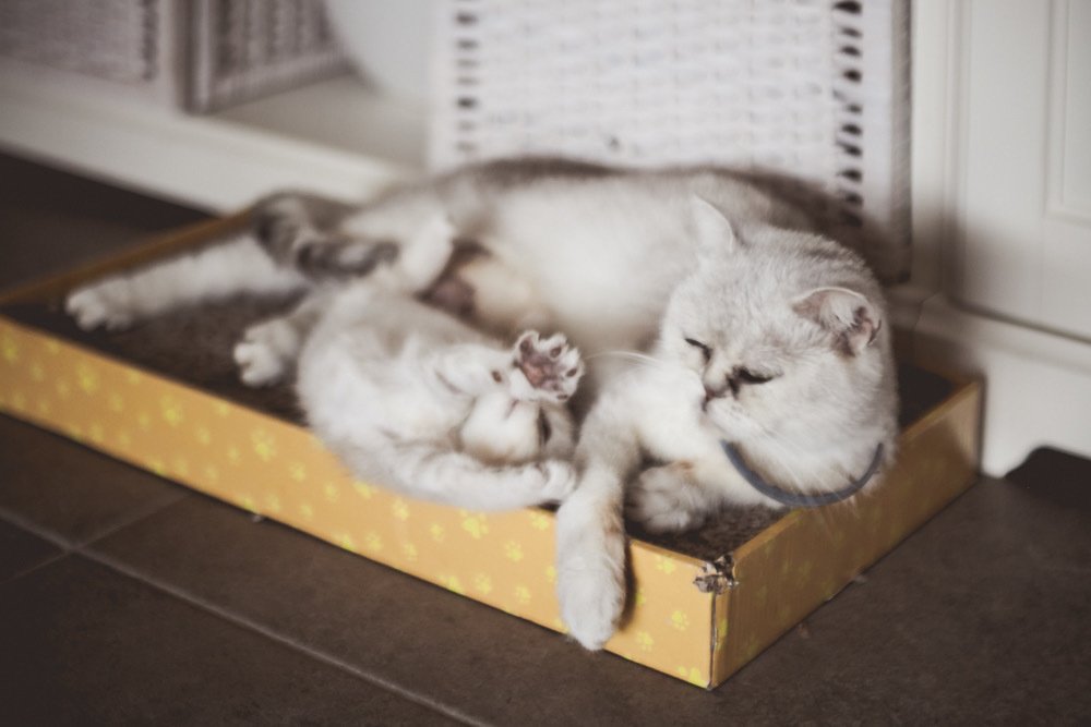 Photograph by Леонид Гроссман