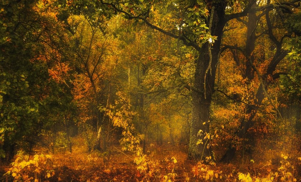 Tales from the forest