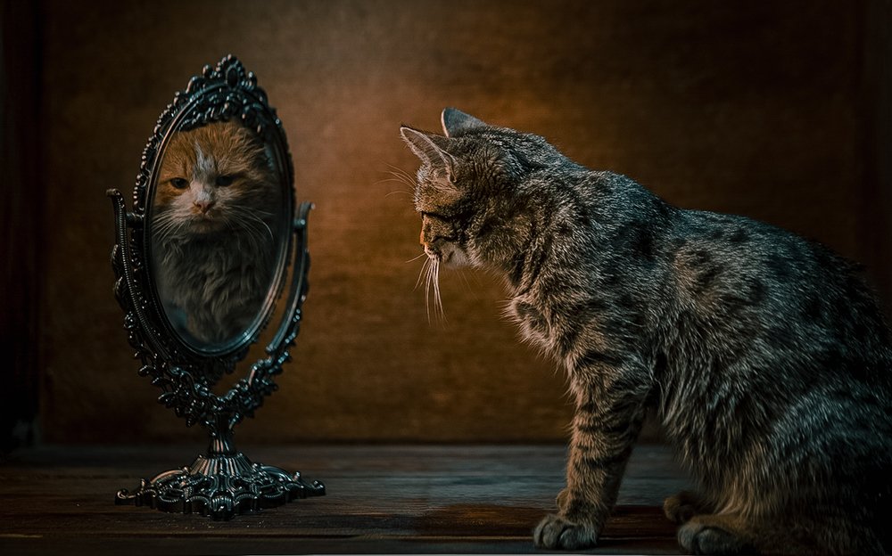 Photograph by Bogdan Lamanov