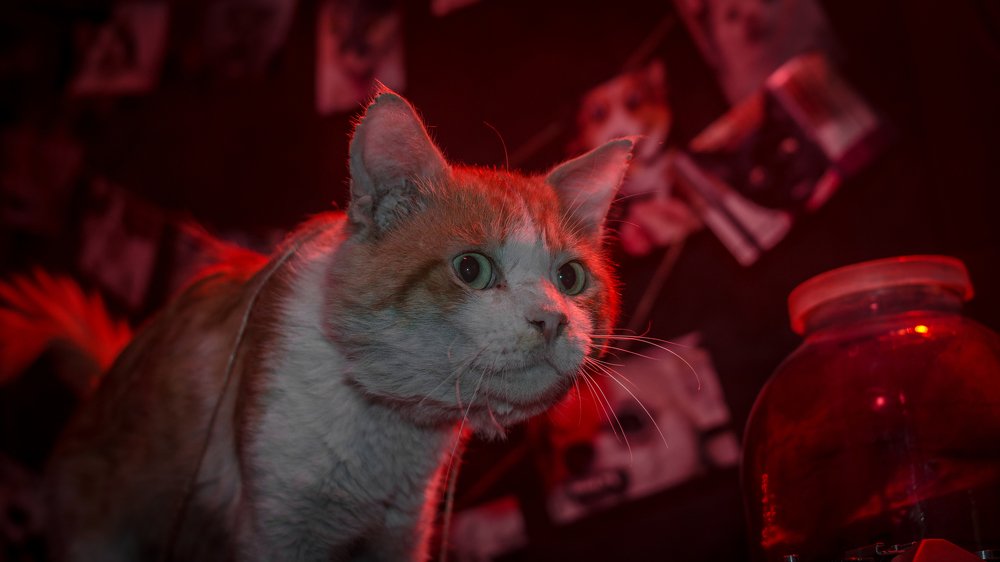 Photograph by Bogdan Lamanov