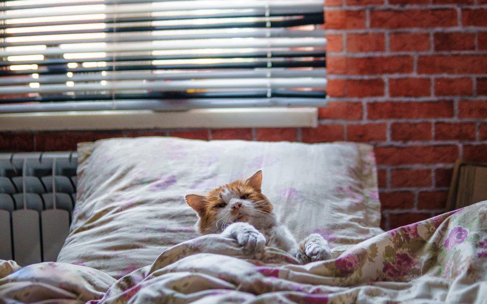 Photograph by Bogdan Lamanov