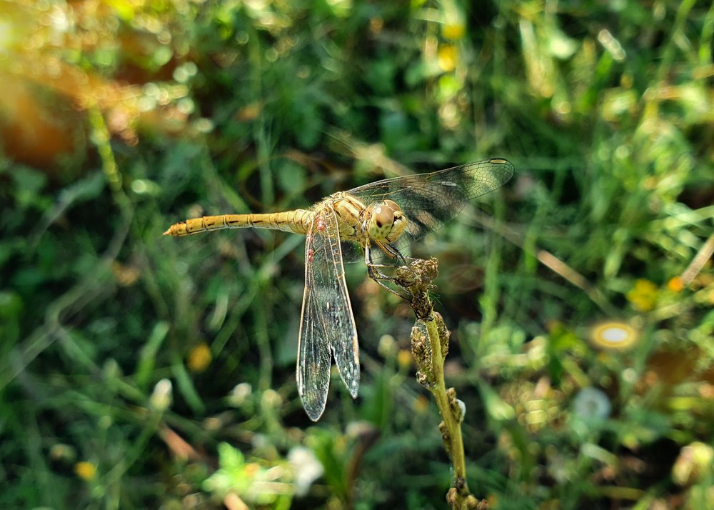 Photograph by Лиана Михайловская