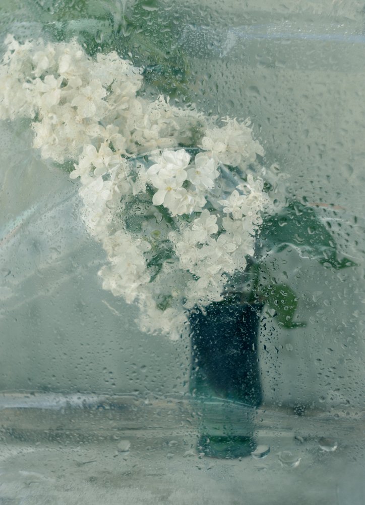 Белая сирень