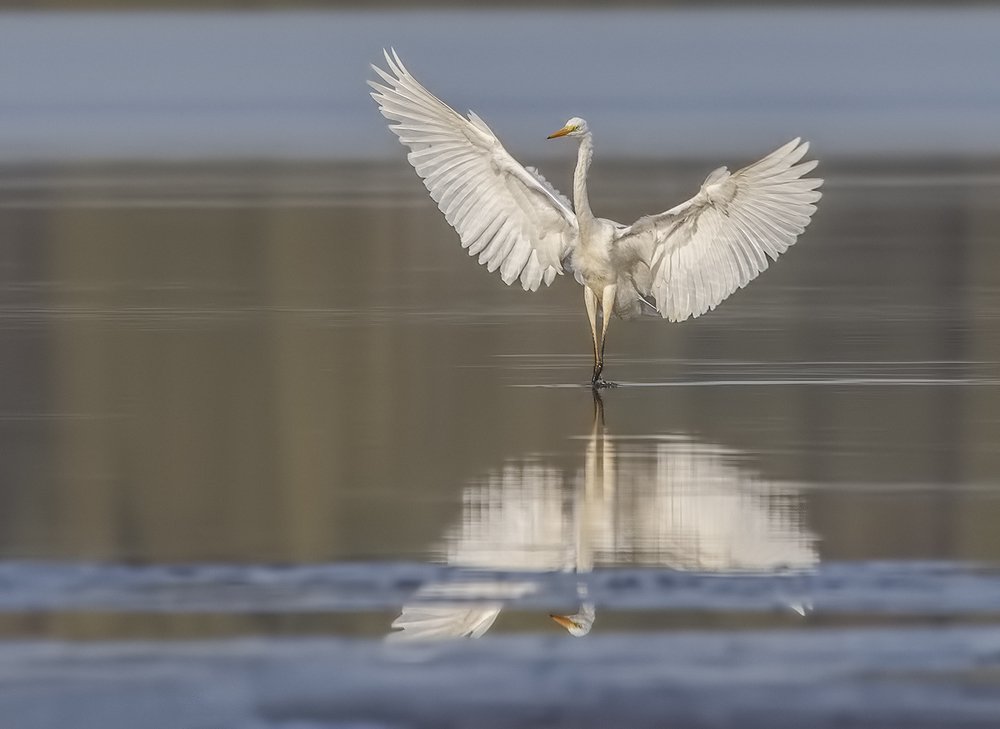 Photograph by Елена Швыдун