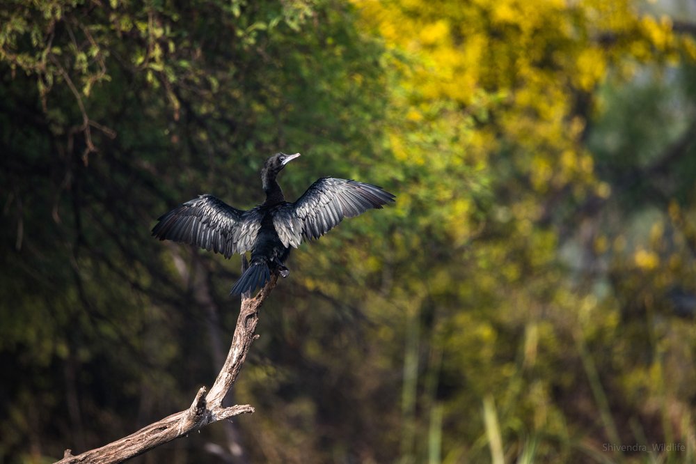 Photograph by Shivendra Singh