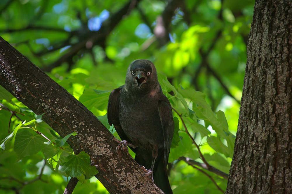 Старая знакомая..