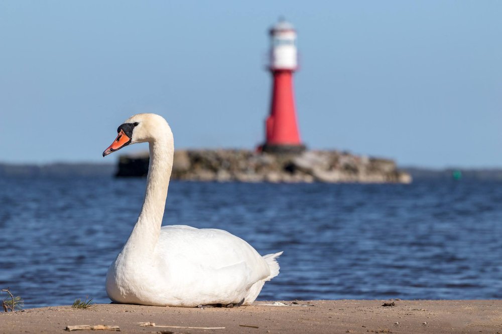 Фотография автора Viaceslavas Bazykas